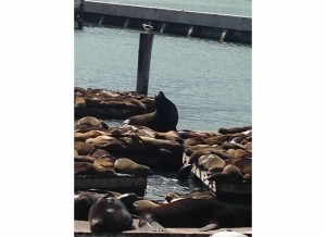 sea lions